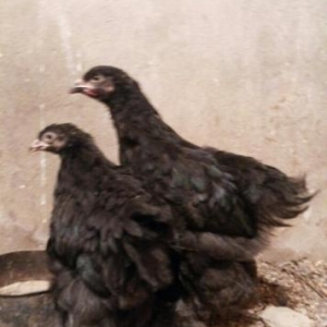 2 ayliq  natura bleck  brama  cut satilir  cemi 3 cut var