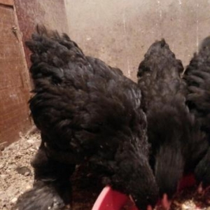 2 ayliq  natura bleck  brama  cut satilir  cemi 3 cut var