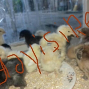 Barter, deyisirem brama cucesini, ,qaz òrdekle