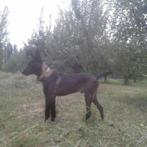 it atasi dobliman olub anasi afcarka 3 ayligdi yax