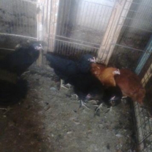 ətti cücələr satılır qara qırmızı biri 9manata 2kq diri çəkisi gəlir