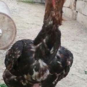 heyratı xoruz 2 fərəsilə birlikdə satılır t