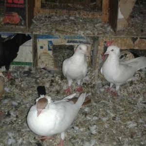 1 sari kekilli maya bala14 tuk.2 ag kekilli erkey.