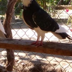 ucan nesil qusbaz qusudu 12tukduler satiram