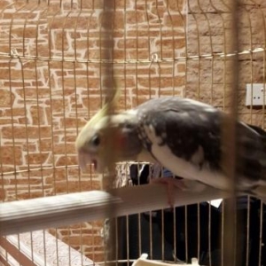 karella tutuquşu.daniwır, oxuyur, piwik, it sesl