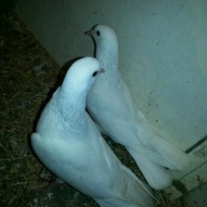 hazır cütlər satılır maya 19 erkək 20 tükd�