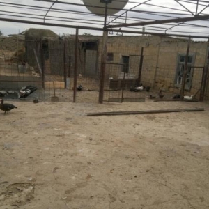 Təbii ev şəraitində böyüdülmüş qaz, ördək(lal, yaşıl baş, adi səsli ör