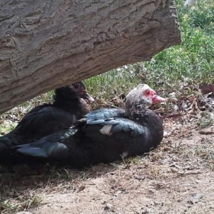 Təbii ev şəraitində böyüdülmüş qaz, örd�