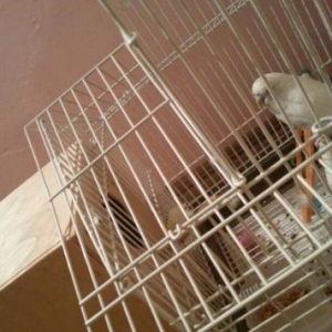 tutuquwudu 1 eded dişi qabiyla bir yerde. tek  ayrica tutuquwu