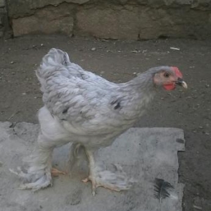 brama cuceler 3 ayligdlar biri 25man