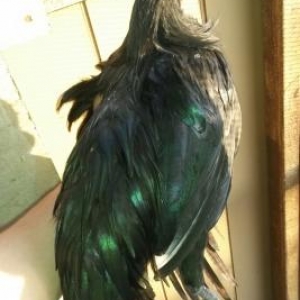 iki dene Sumartda xoruzu satdilir temiz qandilar c