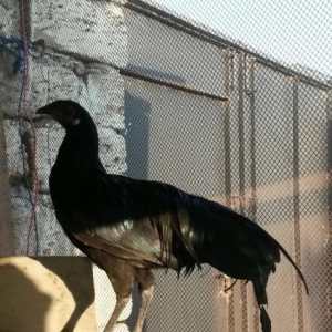 iki dene Sumartda xoruzu satdilir temiz qandilar cavan xoruzdardi vapc