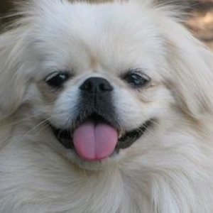 Pekines balalari satiram ag balalar