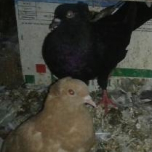 sari kekilli baladan qalxma 14 tuk .