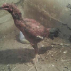 tecLi satram cinsi anasl effqan  atasl agdam cinsi