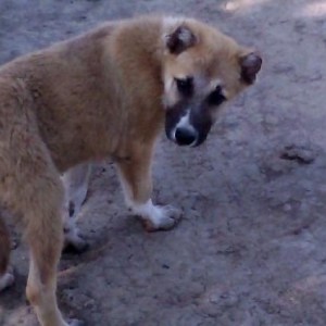 coban itinin balasldl satlllr iki ay 15 gunliydi e