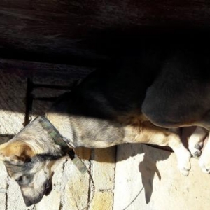 Dagistan baronu.atasi dagistan cempionu