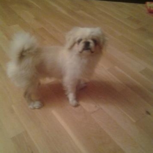 5 ayliq erkek temiz ag rengde pikinec satiram baxa