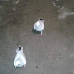 Tergzme seyka boynu gulku saxlayacam Razlasmaq olar barterde geder  24