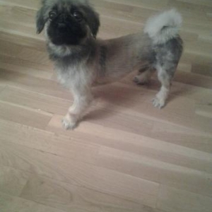 erkek pikines 6 ayliq iyneleri vurulub pasportuna 