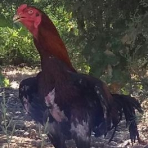 Ata və anasininda wekilleri var.Ata indanez,ana turk.Cavan 7 ayliq fer