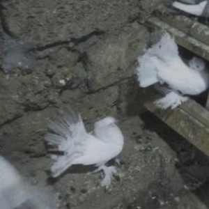 ayagı tüklü kekilli pavlinler satılır tek tek