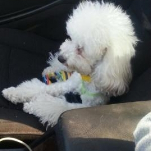 Qar kimi ag 10aig diwi pudel balasi.Cox wen ve sag