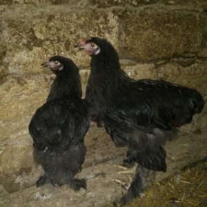 bir cüt koxinxin qara 5ayları tamam olmayıb hel