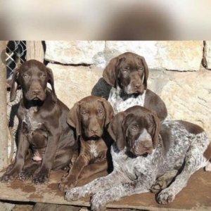 Qucxar kucukleri satilir dedesi anasi yaxwi iwdeyi