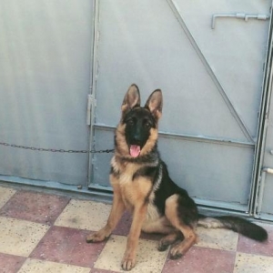 Razilawma yolu ile tecili satilir 6 ayina teze kec