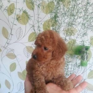 her nov itlerin zakazi qebul olunur 6.   7 gune ca