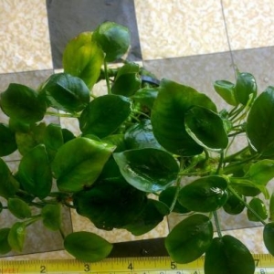 Anubias