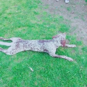 dişi it saglir 2 yaşi va