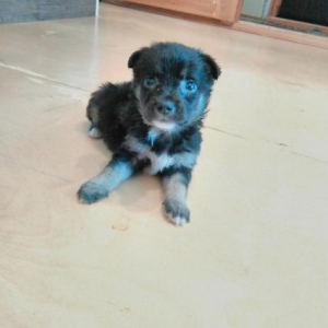 afcarka qara rəng. iynəsi vurulub .sadəcə işl