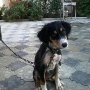 ov itidir yaxşı itdir almağa dəyər! erkək it