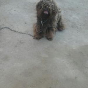 Tam saxlam pude satıram erkeydi  aşağı yeride 