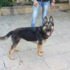 diwidi saglamdi oynagan celd itdi almag isdiyen ma