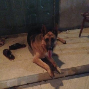 super avcarkadi temizdi. 2 yasi var pasportu var. qiymeti