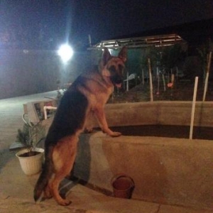 super avcarkadi temizdi. 2 yasi var pasportu var. 