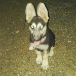 Temiz Nemes Afcarkasidi pasatkalidi 2 ayliqdi iyne