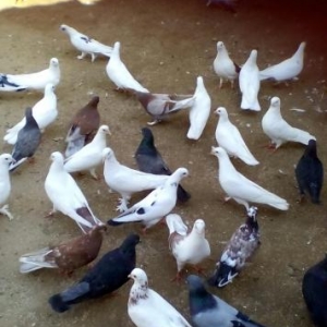 Göyərçin satılır