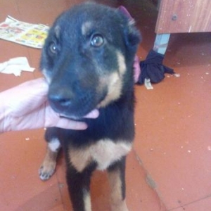 4 Ayligdi coban iti hurur adam cildi tecili satira