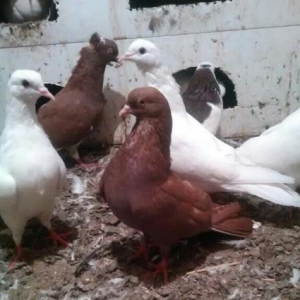 qirmizi maya satilir.8 saata soz yoxdu.ucurdub apa