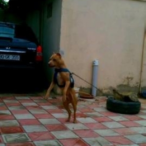 1ci sekildeki xoruZ ve 2ci aekildeki ortadako boz cil fere.