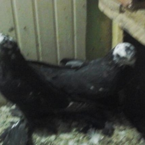 satilir tam saglamdi heresinin oz qoymeti var