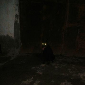 чистая немецкая овчарка дл�