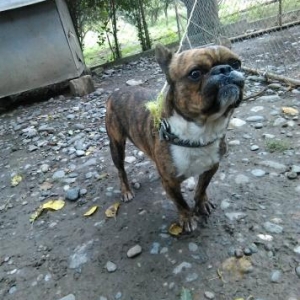 fransiz buldokudu satilir barterde mumkundu diwi p