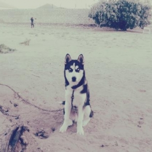 Xaski temiz xaskidi 2 gozude goydu erkek itdi 5 ay