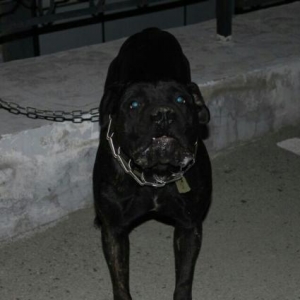 It satiram adi sezardi sortu Cane corso 1.6 ayliqd