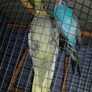 karela papuqayı 2si birlikdə barter də olnur r�